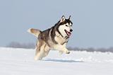 SIBERIAN HUSKY 209